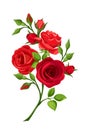 Branch of red roses. Vector illustration. Royalty Free Stock Photo