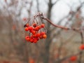 Branch of red Rowan berries covered with frost close-up on a frosty day, bird food in winter Royalty Free Stock Photo