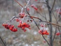 Branch of red Rowan berries covered with frost close-up on a frosty day, bird food in winter Royalty Free Stock Photo