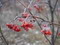 Branch of red Rowan berries covered with frost close-up on a frosty day, bird food in winter Royalty Free Stock Photo