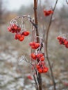 Branch of red Rowan berries covered with frost close-up on a frosty day, bird food in winter Royalty Free Stock Photo
