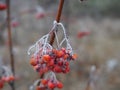 Branch of red Rowan berries covered with frost close-up on a frosty day, bird food in winter Royalty Free Stock Photo