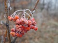 Branch of red Rowan berries covered with frost close-up on a frosty day, bird food in winter Royalty Free Stock Photo