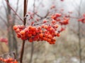 Branch of red Rowan berries covered with frost close-up on a frosty day, bird food in winter Royalty Free Stock Photo