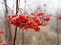 Branch of red Rowan berries covered with frost close-up on a frosty day, bird food in winter Royalty Free Stock Photo