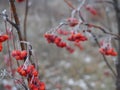 Branch of red Rowan berries covered with frost close-up on a frosty day, bird food in winter Royalty Free Stock Photo