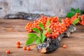 A branch of red rowan with berries and leaves on a piece of tree