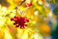 Branch of red rowan berries on yellow, blue and green autumn leaves bokeh background close up Royalty Free Stock Photo