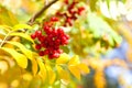 Branch of red rowan berries on yellow and green autumn leaves bokeh background close up Royalty Free Stock Photo