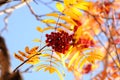 A branch of a red rowan tree hangs down. Autumn photo of rowan with yellow leaves and a large bunch of berries on a blue