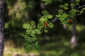 Branch of red rowanberries on an ash tree with the background of green tree leaves, wild forest near Stockholm Sweden Royalty Free Stock Photo