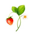 Branch of red strawberry fruits with green leaves. Digital painting illustration isolated on white background Royalty Free Stock Photo