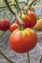 Branch with red tomatoes in the greenhouse Royalty Free Stock Photo