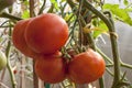 Branch with red tomatoes in the greenhouse Royalty Free Stock Photo