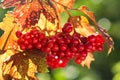 Red viburnum in a garden Royalty Free Stock Photo