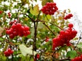 Branch of red viburnum in the garden