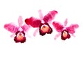 Branch of red watercolor orchids