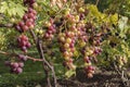 A branch of red and white grapes Royalty Free Stock Photo