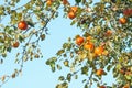 Branch with red yellow apples on apple tree in autumn against blue sky. Ripe juicy fruits of apple Royalty Free Stock Photo