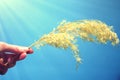 A branch of reeds against the background of a blue sky under the rays of the sun Royalty Free Stock Photo