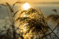 Branch of reeds on the background of a golden order in winter