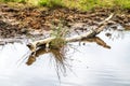 A Branch With Reflection In The Water On The Moor