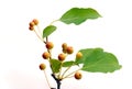 Branch with rennets Royalty Free Stock Photo