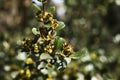 Branch of rhamnus alaternus