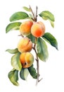 Watercolor branch of ripe apricots.