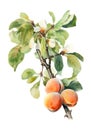 Watercolor branch of ripe apricots.