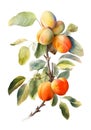 Watercolor branch of ripe apricots.