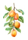 Watercolor branch of ripe apricots.