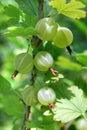 Branch with ripe berries gooseberry