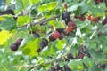 On the branch are ripe berries of yoshty Royalty Free Stock Photo