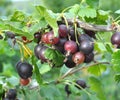 On the branch are ripe berries of yoshty Royalty Free Stock Photo