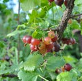 On the branch are ripe berries of yoshty Royalty Free Stock Photo