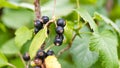 Branch of ripe black currant in the garden. Closeup macro. Royalty Free Stock Photo