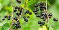 Branch of ripe black currant in a orchard garden Royalty Free Stock Photo