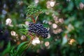 Branch of a ripe black elder in the sunlight. Colored blurred highlights. Soothing nature screensaver