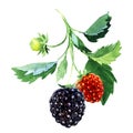 Branch with ripe blackberries, fresh berry, fruit with stem and green leaves, isolated, close-up. Organic vegetarian Royalty Free Stock Photo