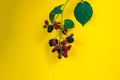 branch of ripe blackberry growing on a bush isolated on a color backgrounds Royalty Free Stock Photo