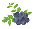 A branch of ripe blueberries, isolated on a white background. Beautiful juicy berries surrounded by bright foliage.