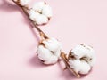 Branch with ripe bolls with cottonwool on pink Royalty Free Stock Photo