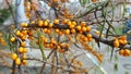 Branch of ripe bright autumn sea buckthorn berries