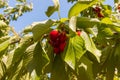 A branch with ripe cherries hangs from a tree growing in the Golan Heights in northern Israel