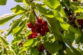 A branch with ripe cherries hangs from a tree growing in the Golan Heights in northern Israel