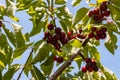 A branch with ripe cherries hangs from a tree growing in the Golan Heights in northern Israel