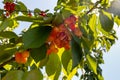 A branch with ripe cherries hangs from a tree growing in the Golan Heights in northern Israel
