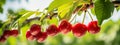 Branch of ripe cherries on a tree in a garden.Generative AI Royalty Free Stock Photo