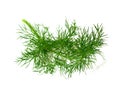 branch of ripe dill isolated on white Royalty Free Stock Photo